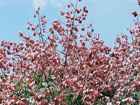 四季常開的花|《台灣四季開花植物完全指南：一年四季追花攻略》